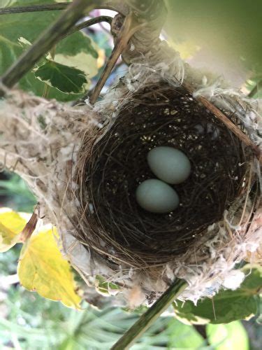 有鳥來家裡築巢|野鳥庭前築巢 預示居家風水好兆頭 